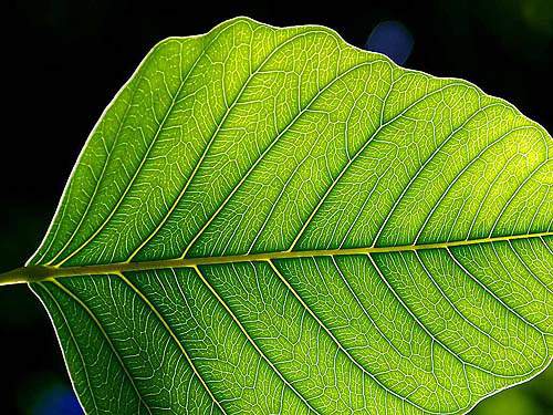 Leaf ; A close up shot of a green leaf. Various other conditions for which ivermectin can be utilized consist of scabies and other roundworm infections.