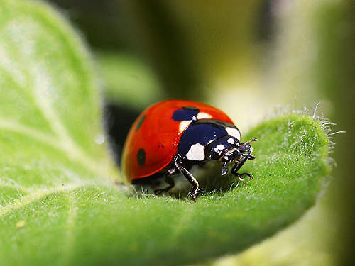 Ladybird ; A close up shot of a ladybird making its way across a leaf. Few individuals understand it, yet ivermectin readily available online is equally as great as the medicine you would certainly purchase the regional pharmacy, as it consists of the very same active ingredient ivermectin.
